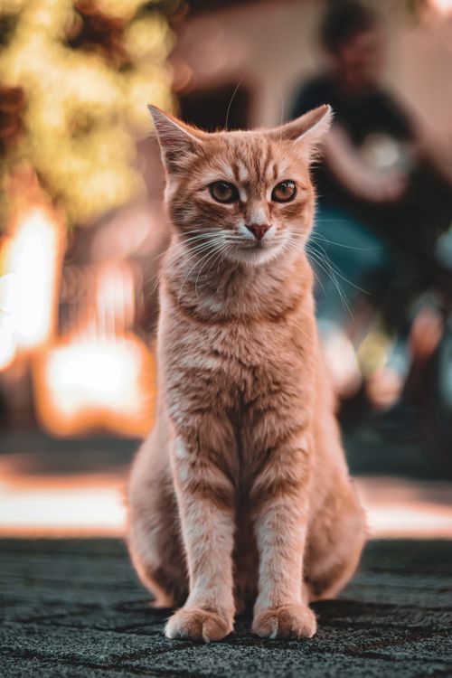 Free A charming ginger cat sits calmly on a path, illuminated by warm sunlight. Perfect for pet and nature themes. Stock Photo
