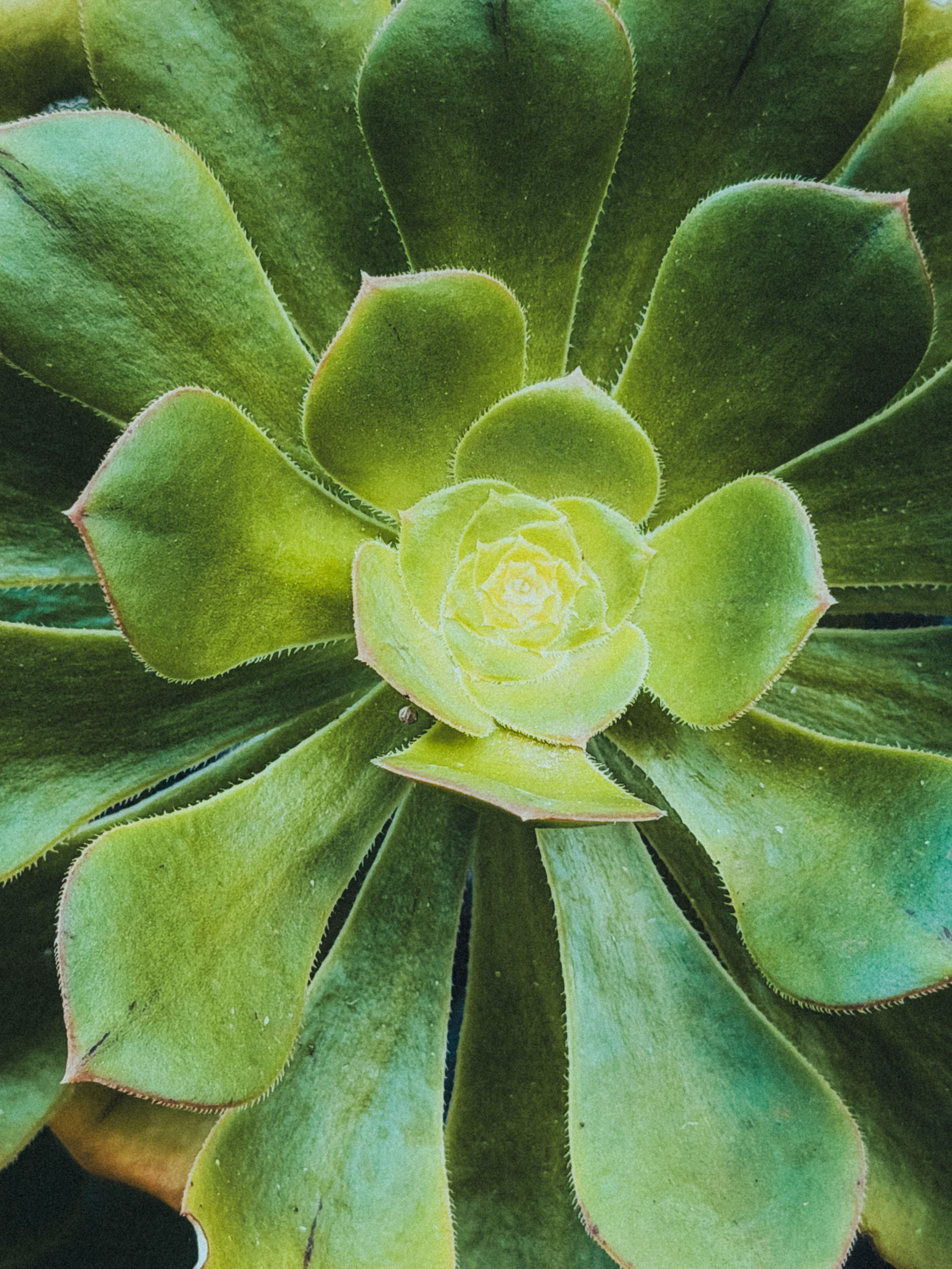 Vibrant green succulent captured in Tenerife, showcasing intricate leaf patterns and natural beauty.