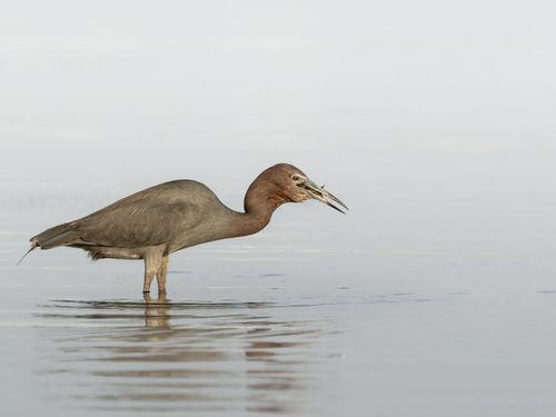 Free A Little Blue Heron (Egretta caerulea) foraging in calm water. Stock Photo