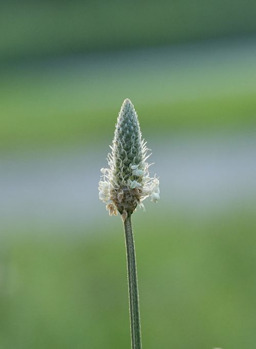 Free Macro shot of a plantain flower, highlighting its delicate details. Stock Photo