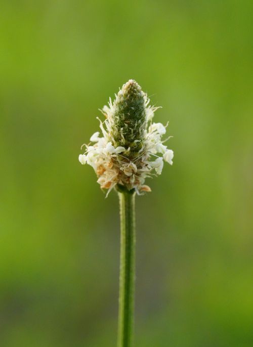 Free Macro shot of plantain flower showcasing intricate details on a green blurred backdrop. Stock Photo