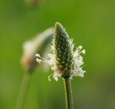 Macro shot of a plantain flower head against a vibrant green background.