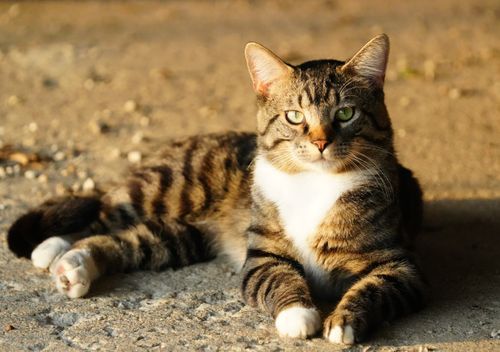 Free Close-up of a tabby cat with green eyes resting on sunlit ground. Stock Photo