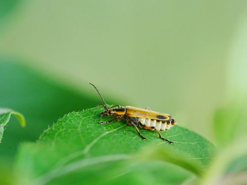 Free Close-up of a common soldier beetle (Cantharis spp.) resting on vibrant green foliage. Stock Photo
