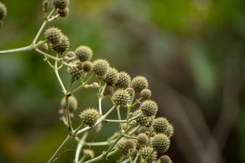 Free Macro shot of spiky seed pods on a plant with a blurred green background. Stock Photo