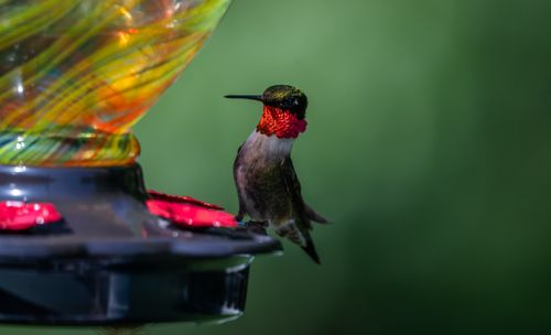 Hummingbird Closeup Photos, Download The BEST Free Hummingbird Closeup ...