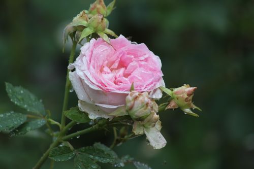 Free Beautiful pink rose with dewdrops in a Toronto garden, capturing nature's delicate elegance. Stock Photo