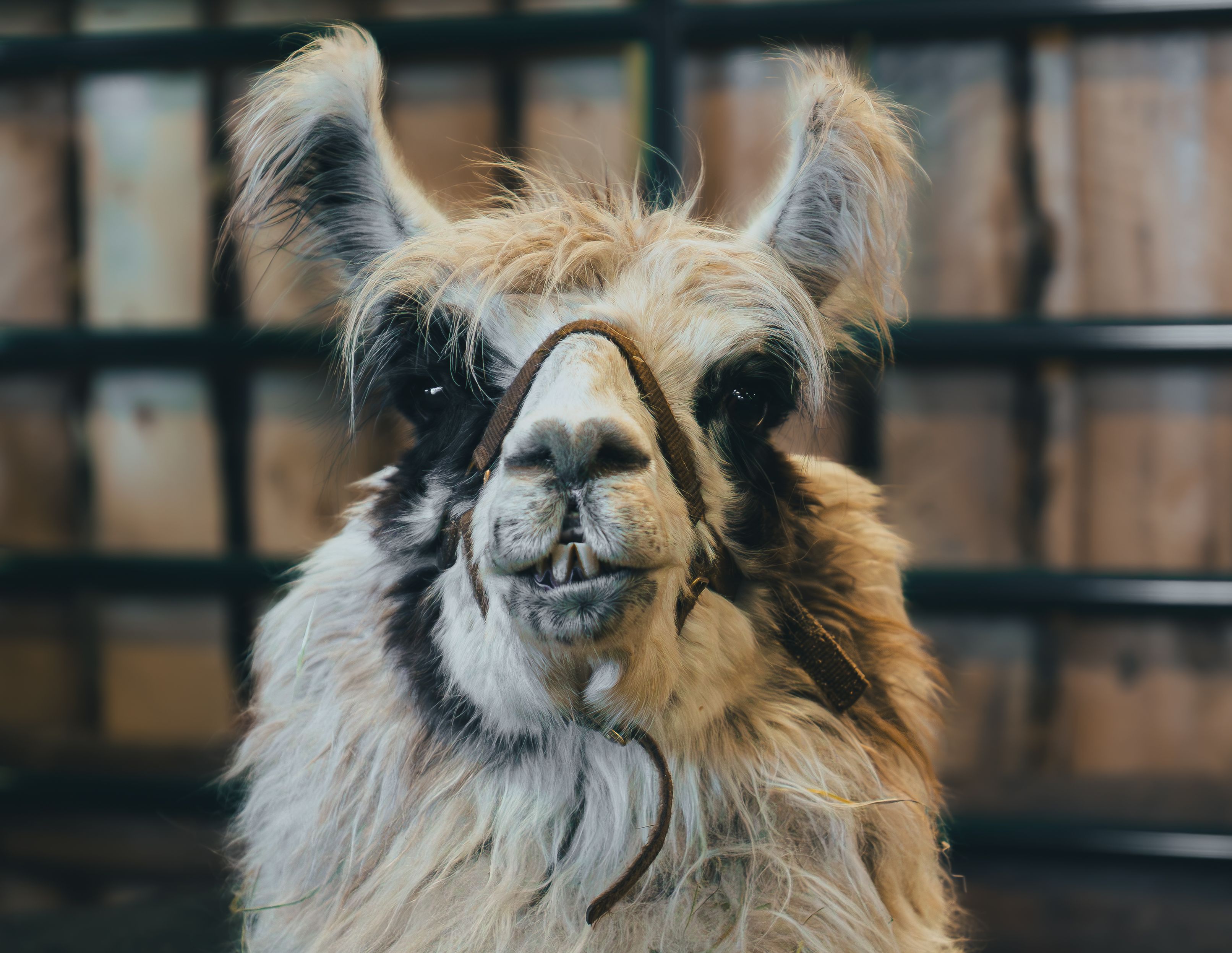Vote for Nationwide's most unusual pet insurance claim — Photo by Nataliia Kotovych on Pexels