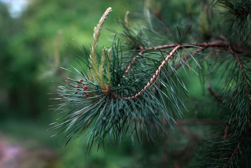 Free Detailed view of vibrant pine tree branch with green needles outdoors. Stock Photo