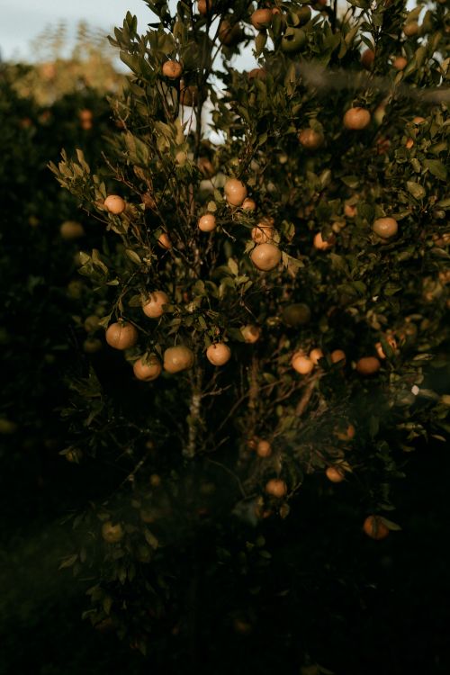 Free Lush apple tree laden with ripe apples in an orchard at sunset. Stock Photo