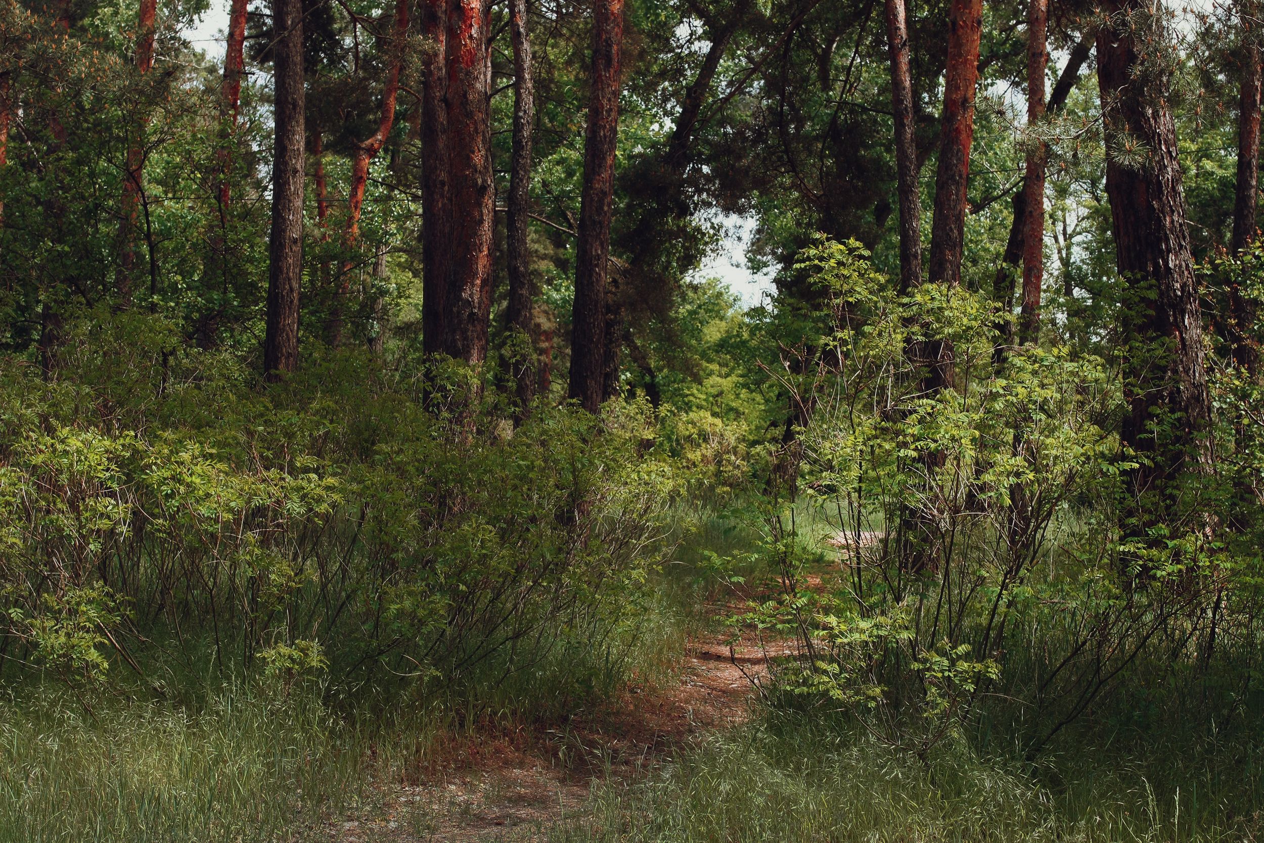 forest path multiple directions