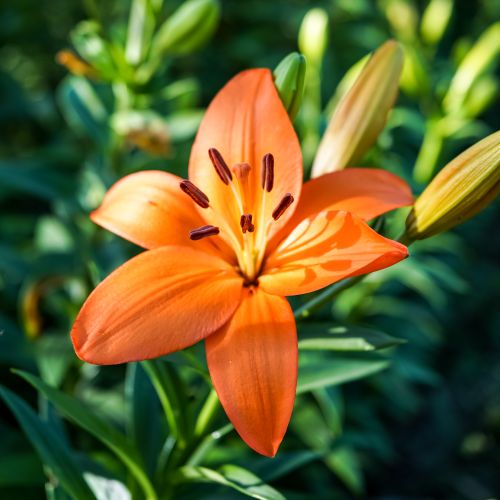 Free Vibrant orange lily in full bloom with surrounding foliage in a sunny garden in Geesthacht, Germany. Stock Photo