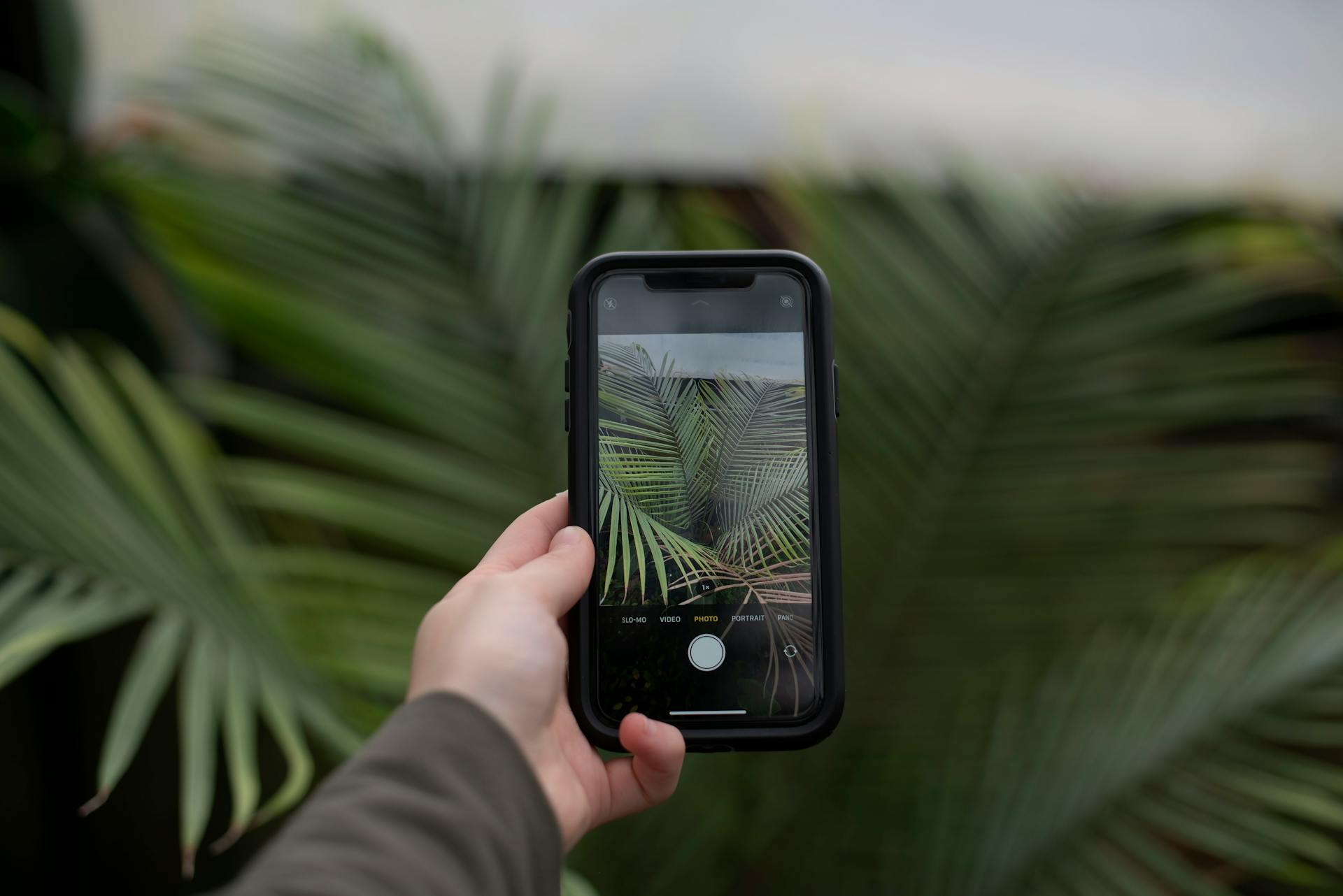 Person Holding Iphone Taking Photo of Green Leaf Plant