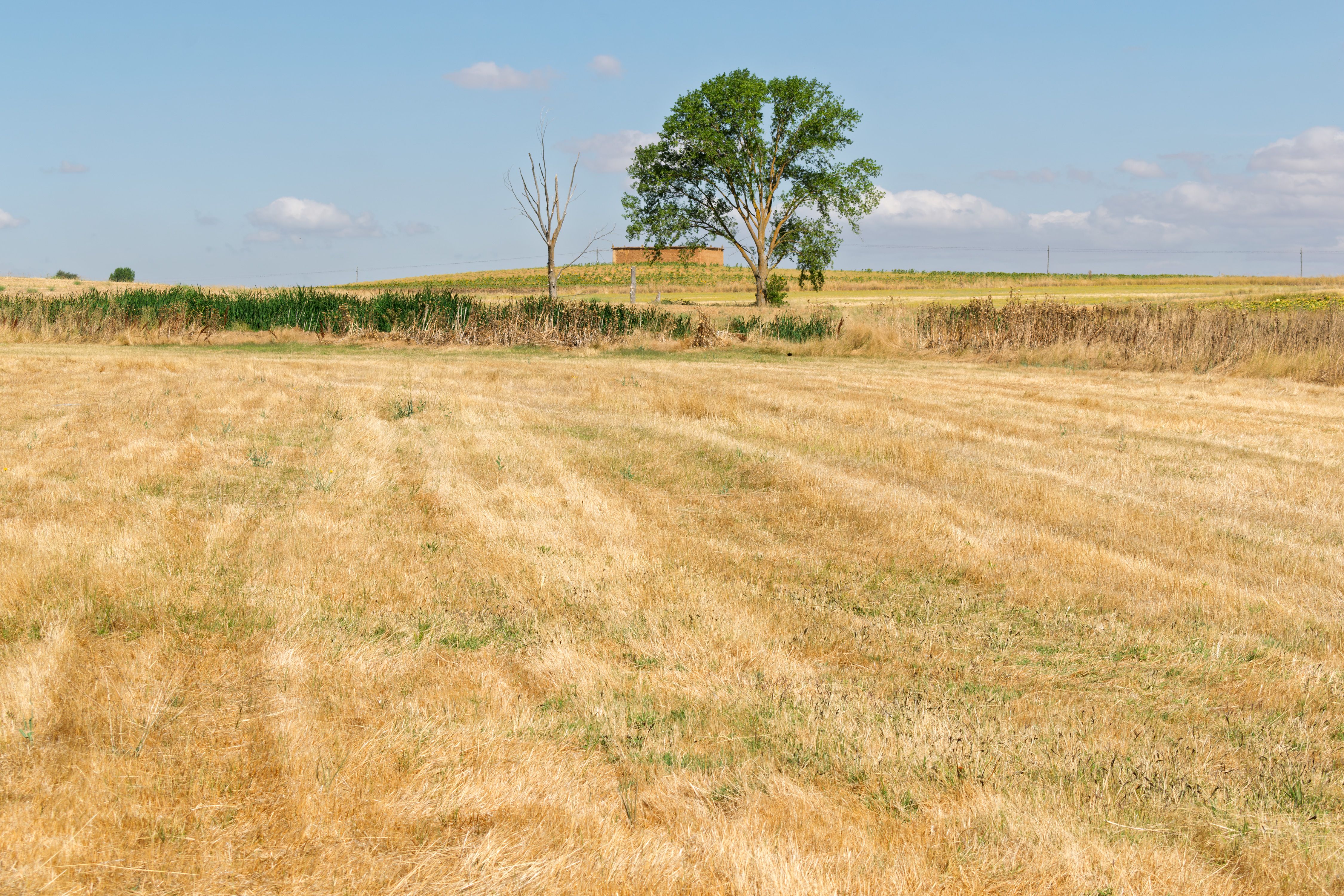 Expansive sunny field in La Unión de Campos, capturing the serene rural landscape.