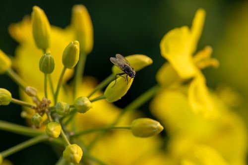 Free Close-up of a fly resting on bright yellow flowers with a blurred green background. Stock Photo