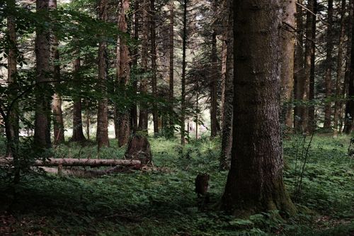 Free Tranquil forest scene in Bolu, Türkiye, showcasing lush greenery and towering trees. Stock Photo