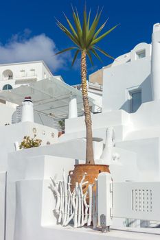 Whitewashed buildings and palm on a sunny day in Santorini.