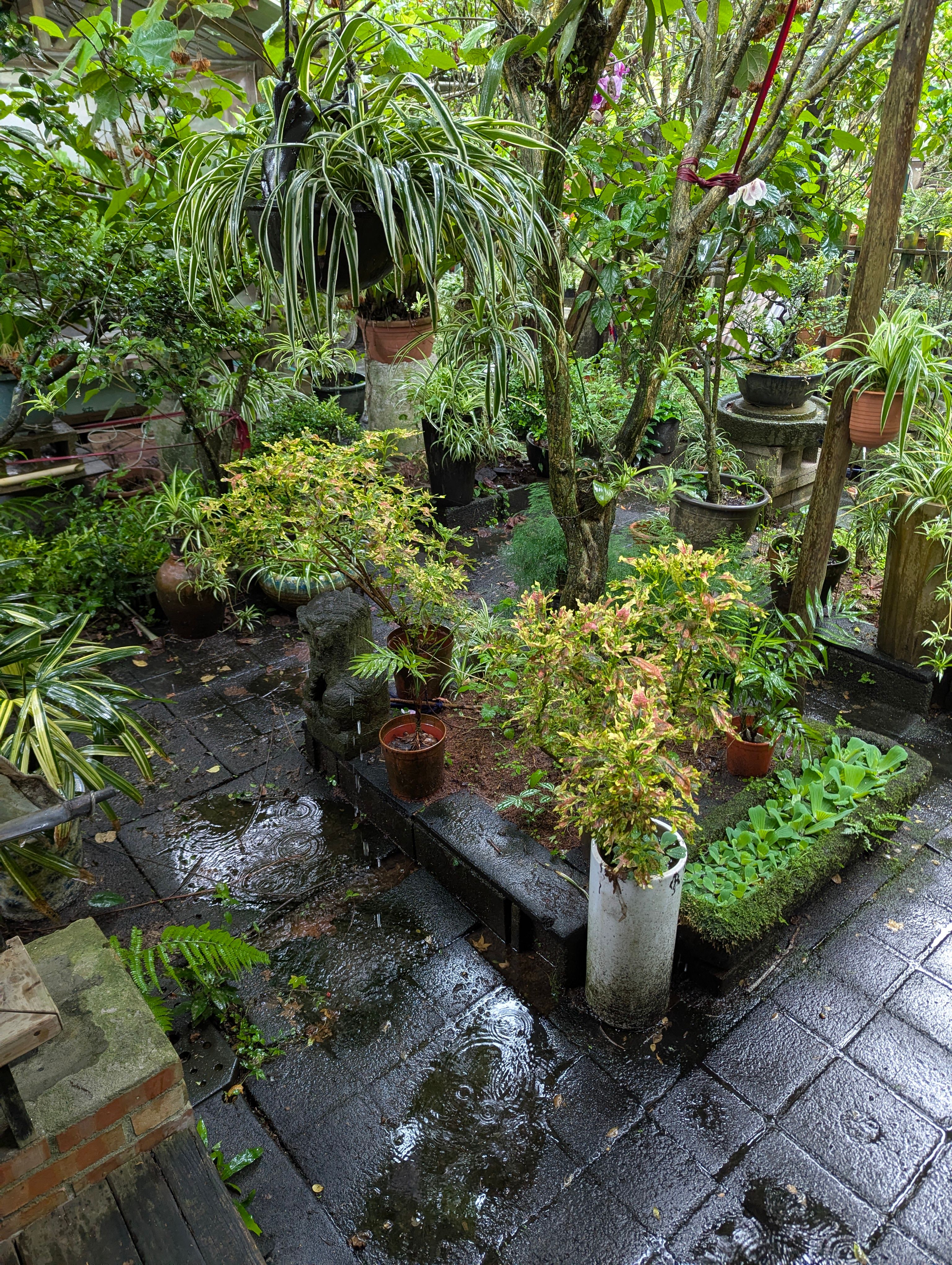Peaceful courtyard with vibrant plants and standing water after rainfall in New Taipei City, Taiwan.