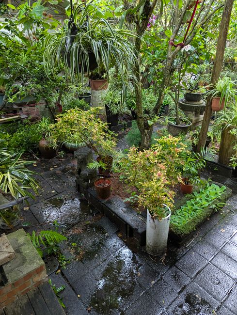 Photo by Eugene Lee on Pexels Peaceful courtyard with vibrant plants and standing water after rainfall in New Taipei City, Taiwan.