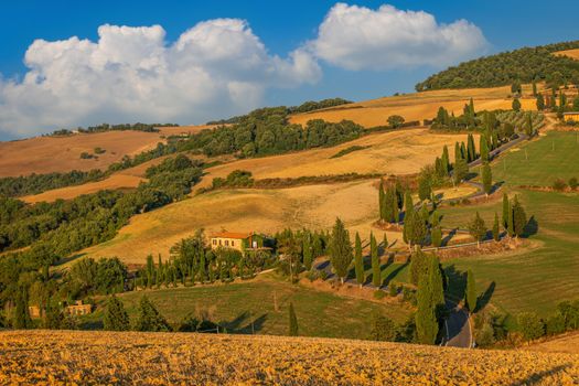 Capture the serene beauty of Tuscany's rolling hills and iconic cypress trees.