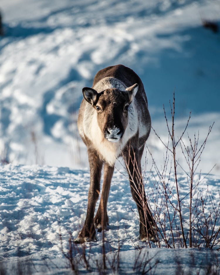 Brown And White Animal On Snow Covered Ground