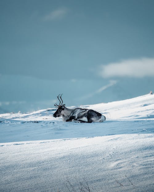 Kostenloses Stock Foto zu eurasische Tundra-Rentiere, frost, liegen