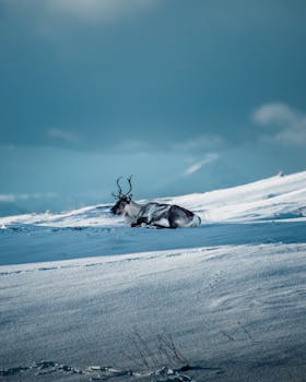 在挪威特罗姆斯奥格芬马克的冬季风景中，一头驯鹿静静地躺在雪地上