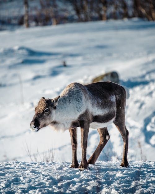 Kostnadsfri bild av däggdjur, djur, djurfotografi