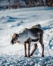 冬季，在挪威特罗姆斯的雪地上，站着欧亚苔原驯鹿