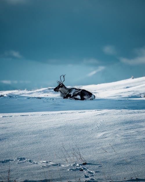 Kostenloses Stock Foto zu blauer himmel, eurasische Tundra-Rentiere, frost