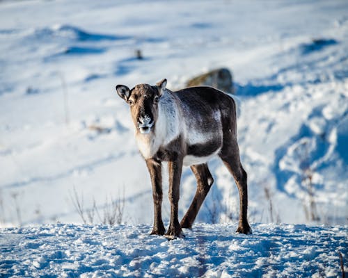 Braun  Und Weißwild Auf Schneebedecktem Boden