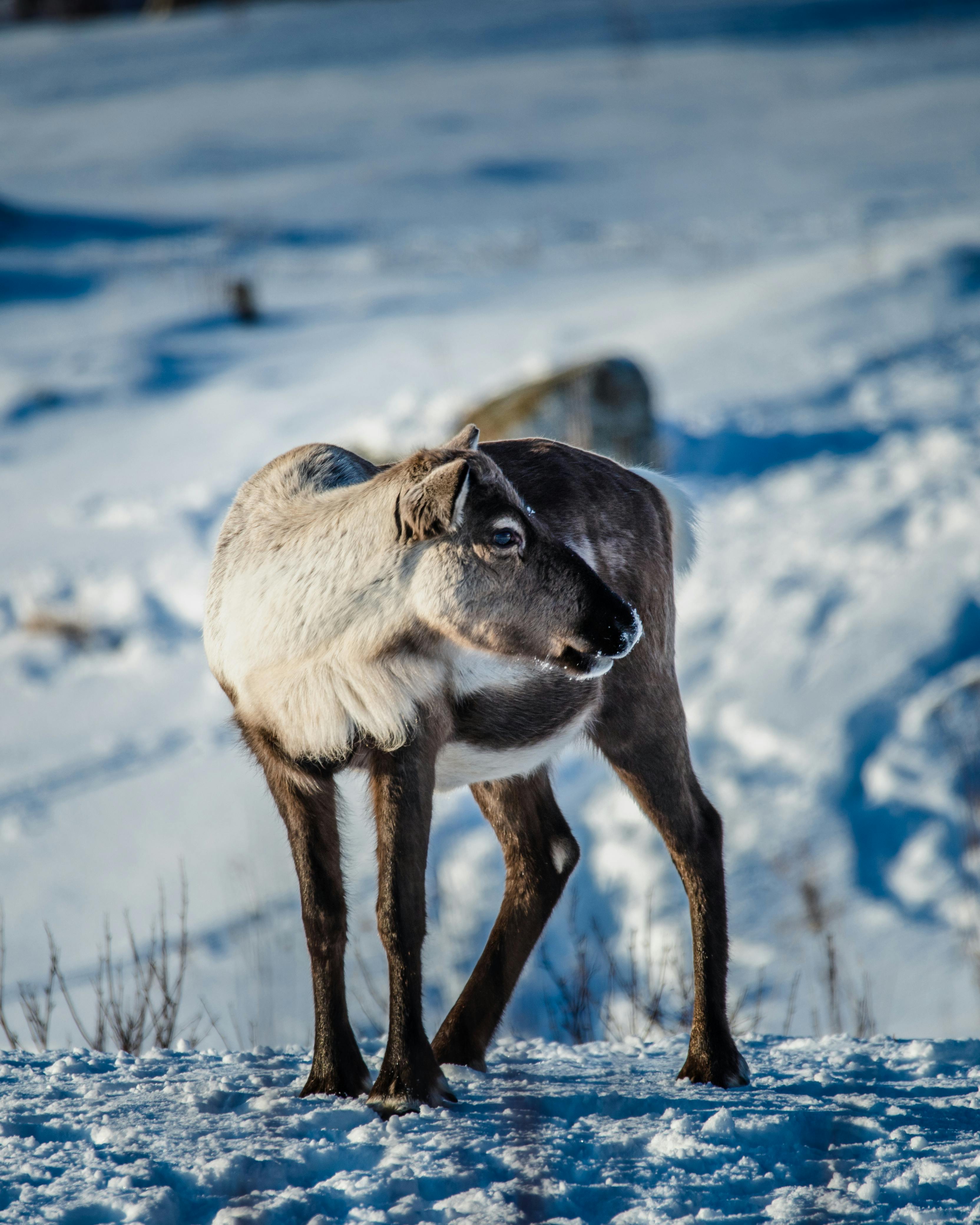 grátis Animal Marrom E Preto Em Solo Coberto De Neve Foto profissional