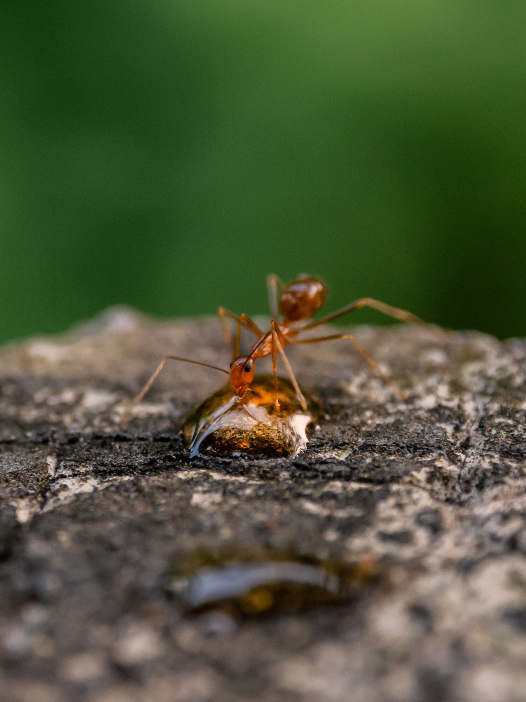 Fotomural Fotografía macro de una hormiga bebiendo líquido sobre una superficie de piedra, que muestra detalles intrincados y su hábitat natural.