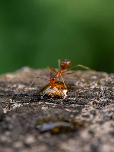 Fotomural Fotografía macro de una hormiga bebiendo líquido sobre una superficie de piedra, que muestra detalles intrincados y su hábitat natural.