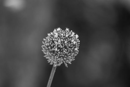 Free Black and white close-up of an Allium flower head with subtle texture and light bokeh. Stock Photo