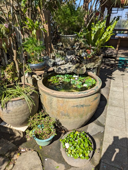 Free A serene courtyard pond surrounded by lush plants and pottery, capturing a sunlit day. Stock Photo