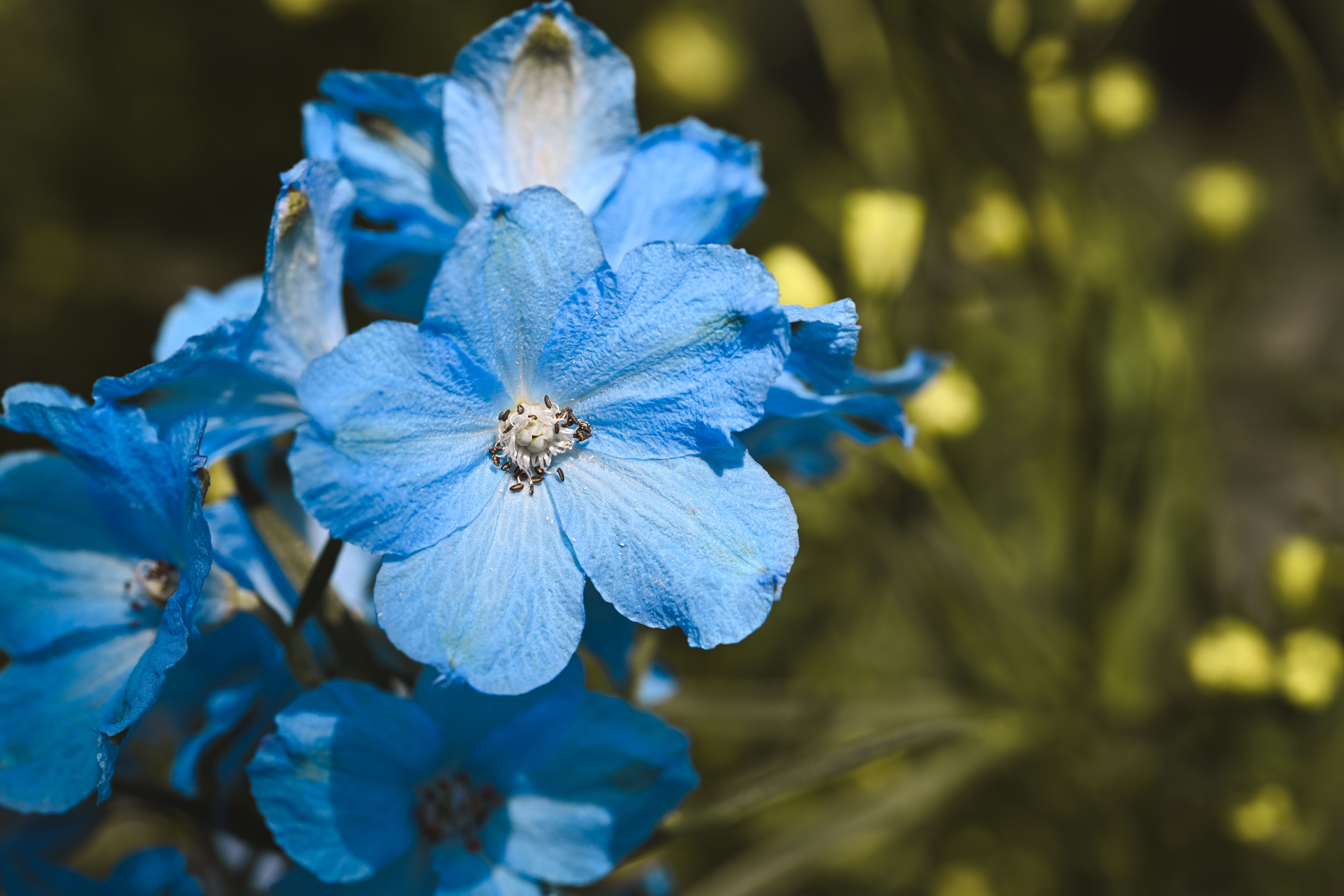 [ColoSach]-close-up-of-vibrant-blue-delphinium-flowers-highlighting-delicate-petals-and-natural-beauty.