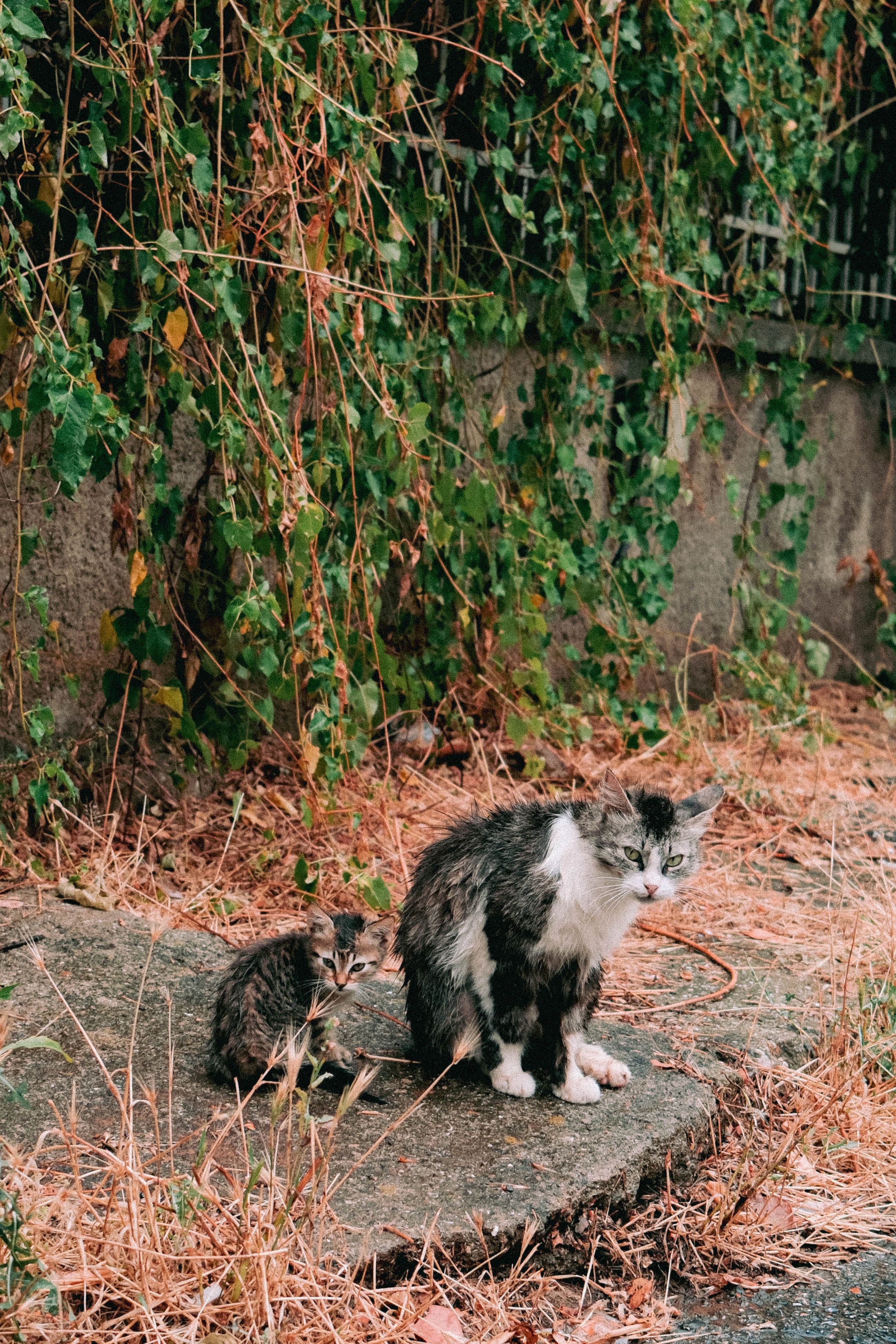 A stray mother cat and her kitten in an overgrown urban environment.