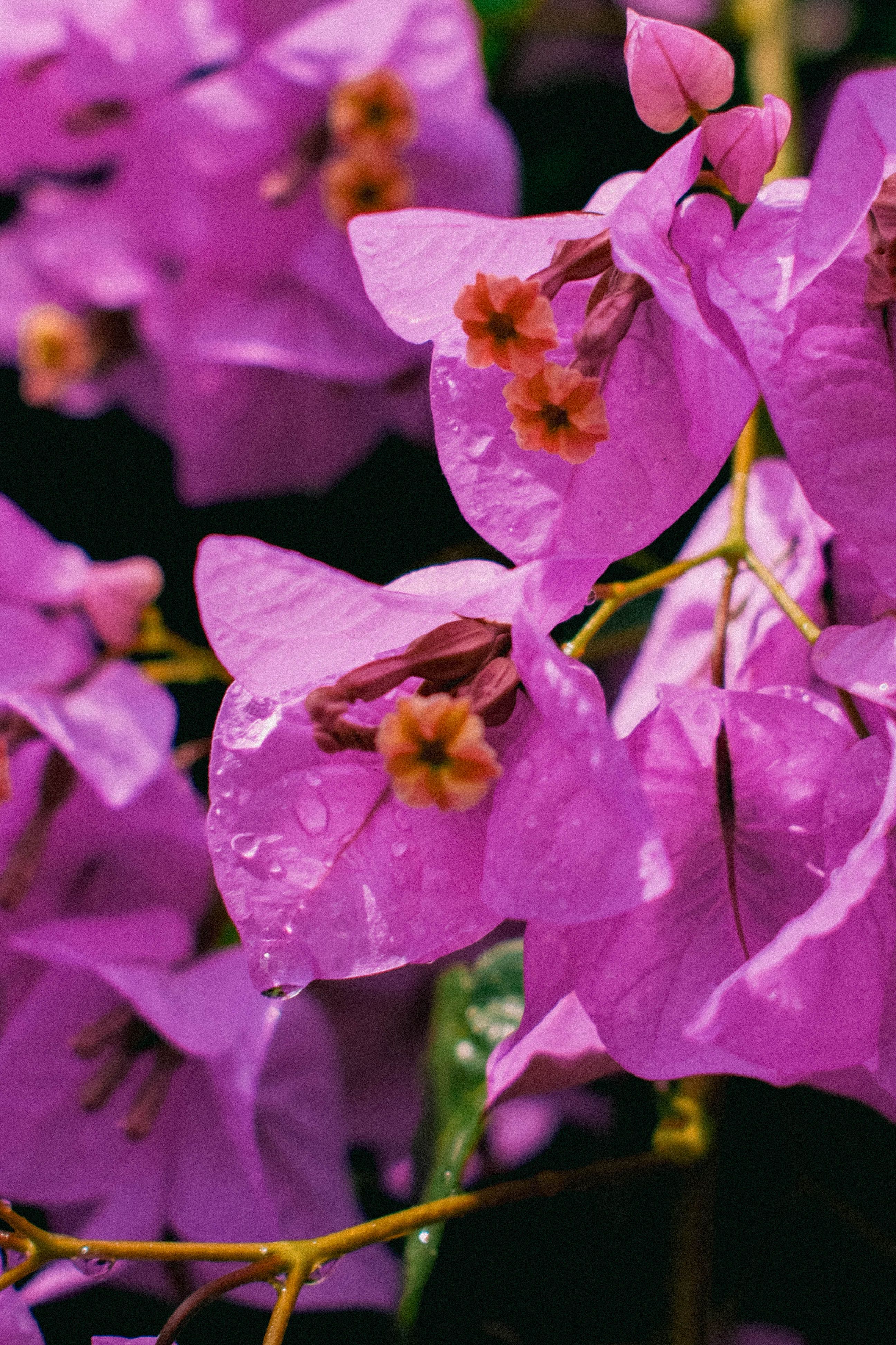 [ColoSach]-close-up-of-vibrant-bougainvillea-flowers-with-dew-drops,-highlighting-their-vivid-purple-hues.