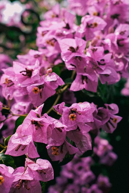 Free Close-up of vibrant purple bougainvillea flowers with dew drops, evoking a fresh and natural feel. Stock Photo