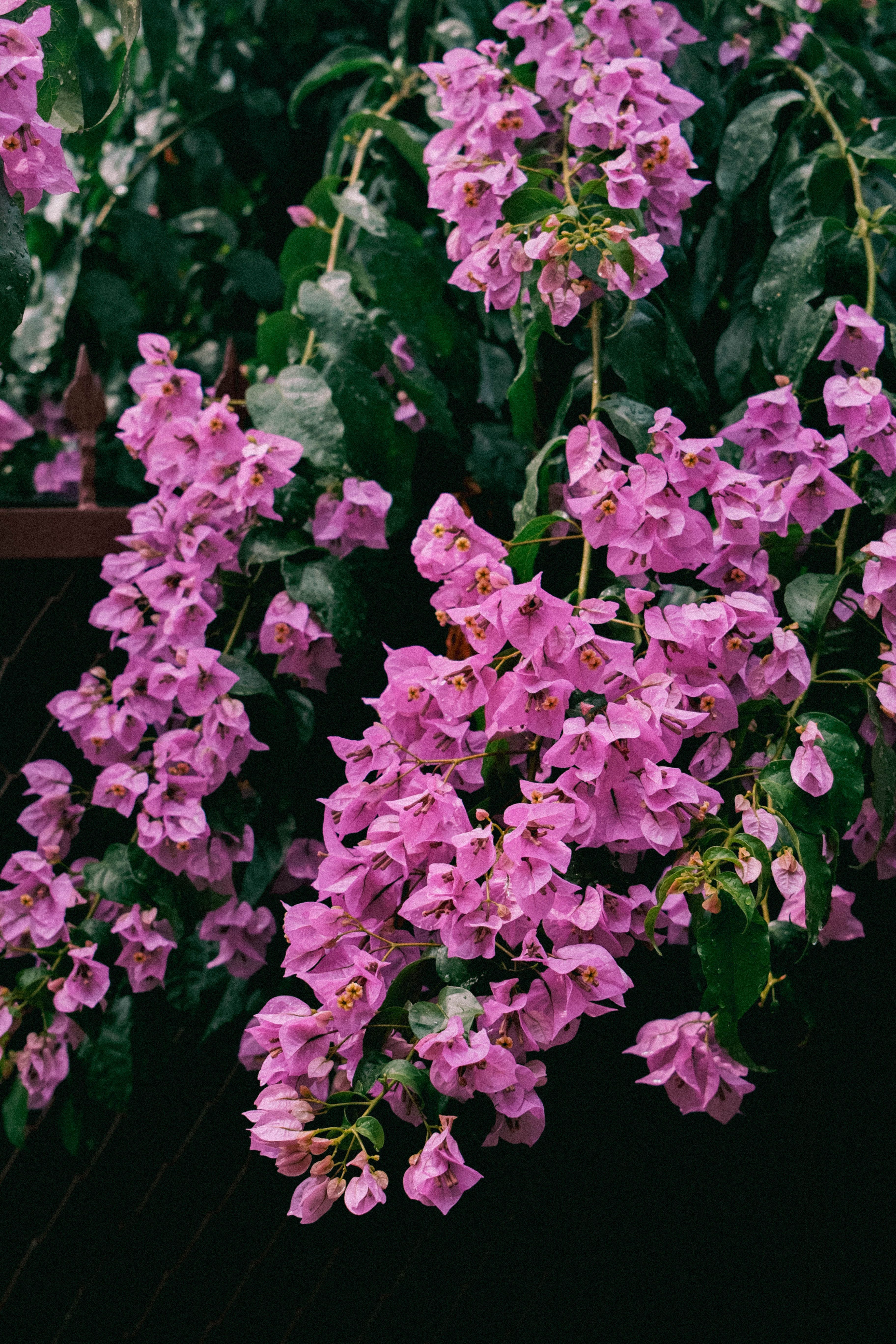 [ColoSach]-vibrant-pink-bougainvillea-flowers-cascading-against-lush-green-leaves,-showcasing-nature's-beauty.