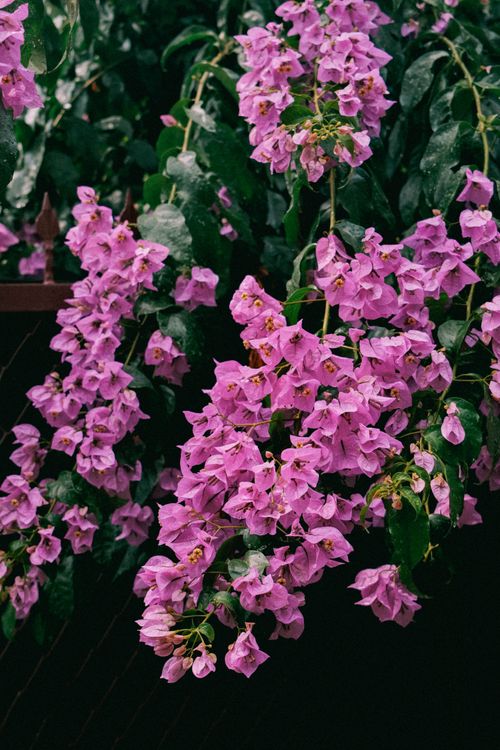 Free Vibrant pink bougainvillea flowers cascading against lush green leaves, showcasing nature's beauty. Stock Photo