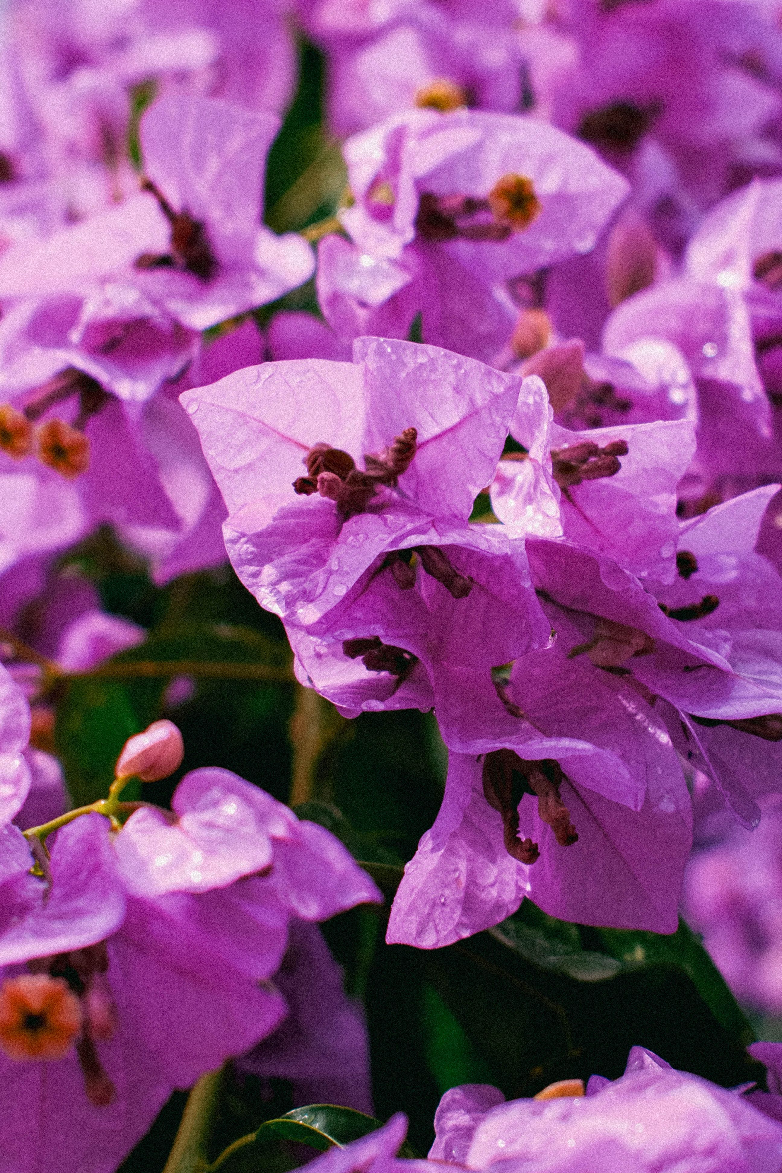 [ColoSach]-close-up-of-fresh-raindrop-covered-pink-bougainvillea-flowers-in-bloom.
