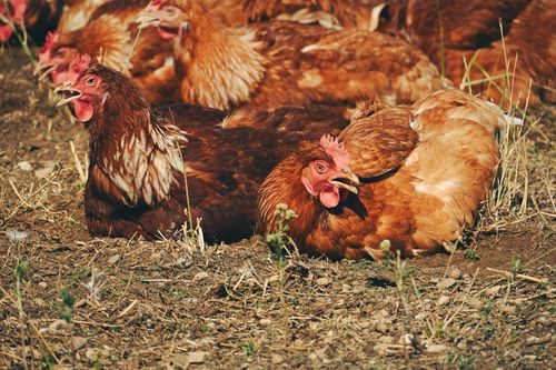 Free Group of brown free-range chickens relaxing and enjoying sunlight on dry grass. Stock Photo