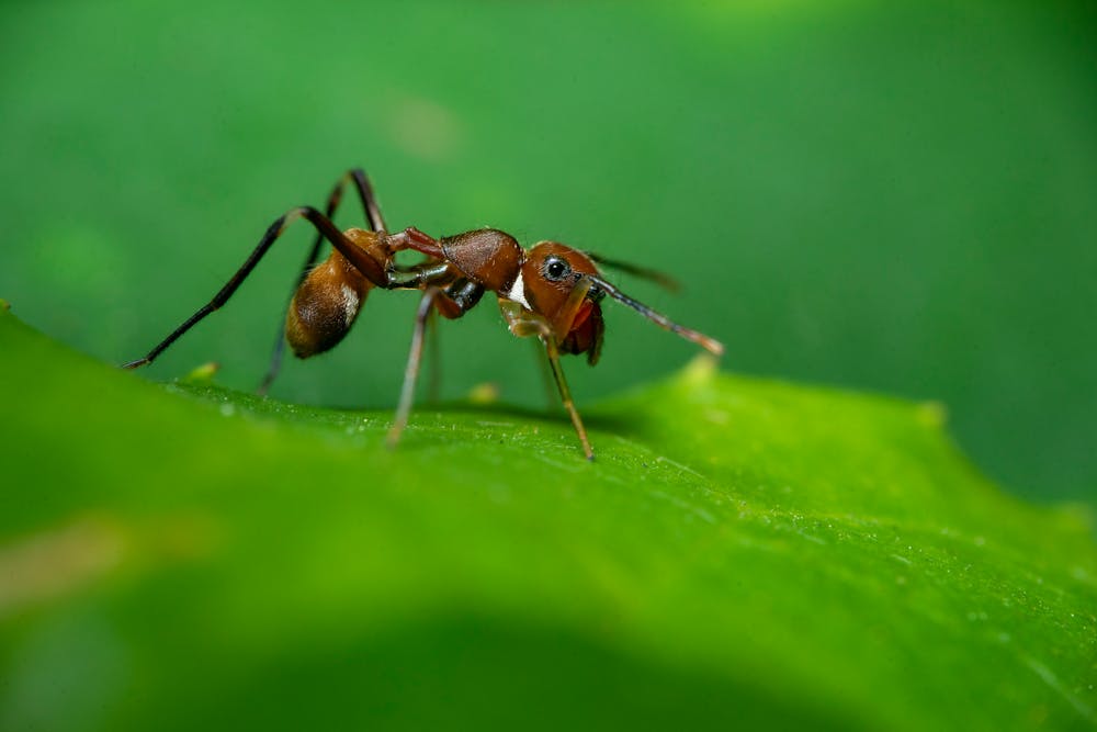 ant @pexels ant @pexels