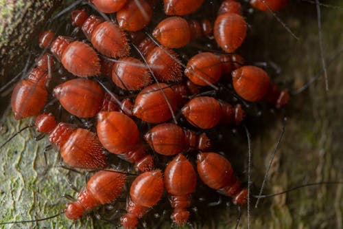 Bugs épineux Rouges Rampant Sur Un Terrain Sec Au Zoo