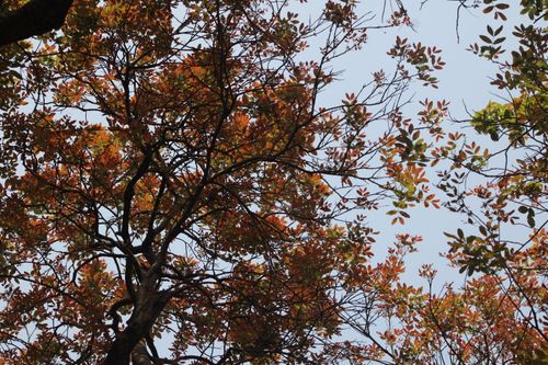 Free Vibrant autumn leaves on tree branches under a clear blue sky. Stock Photo