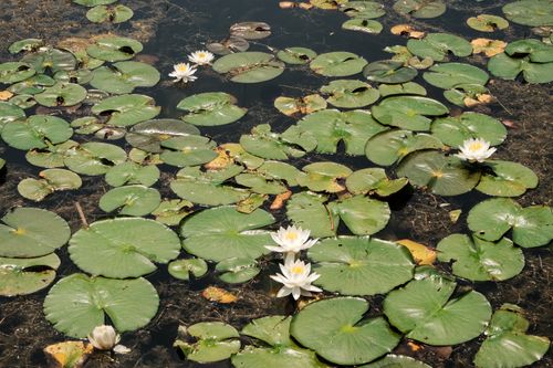 Free Tranquil scene of white water lilies and green lily pads on a calm pond surface. Stock Photo