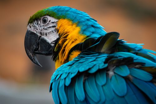 Free Close-up of a colorful Blue-and-Yellow Macaw in Dubai, UAE, showcasing vivid plumage. Stock Photo