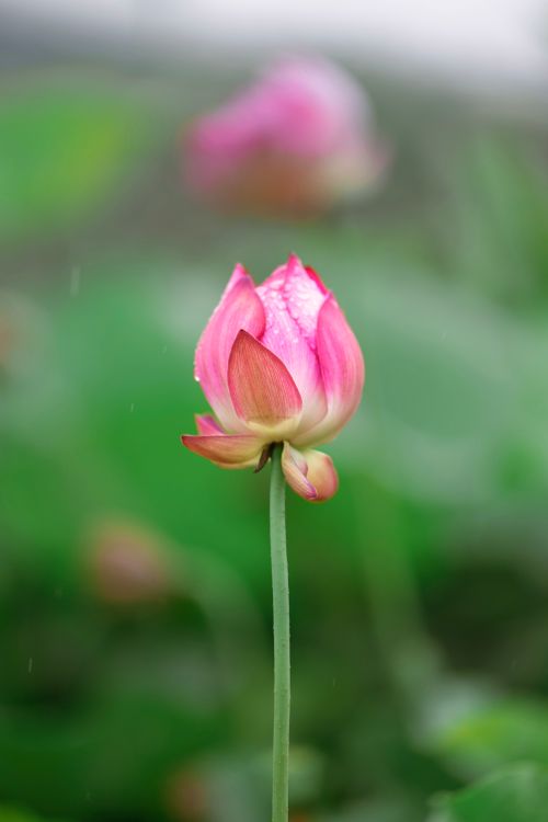Free Close-up of a vibrant pink lotus flower in natural setting. Stock Photo